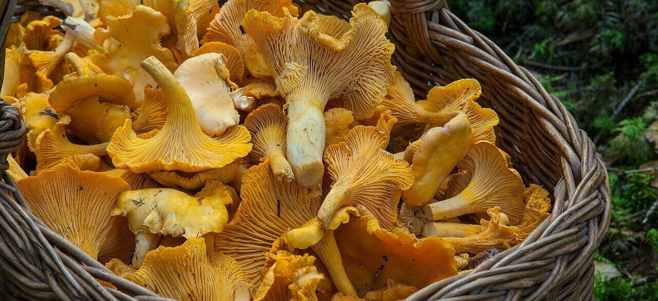 fungus, mushroom, sponge-1194380.jpg