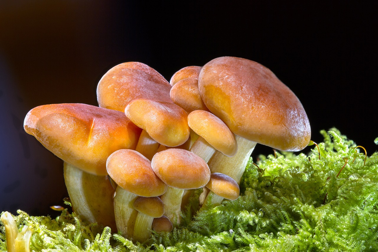 mushrooms, wild mushrooms, spore-2279558.jpg