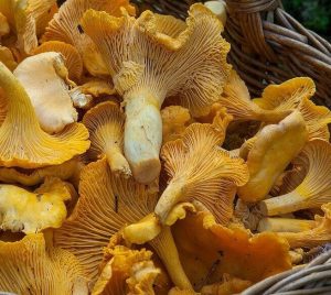 fungus, mushroom, sponge-1194380.jpg